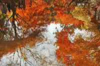 被驚艷到了!不用出滬也能欣賞到紅楓美景!