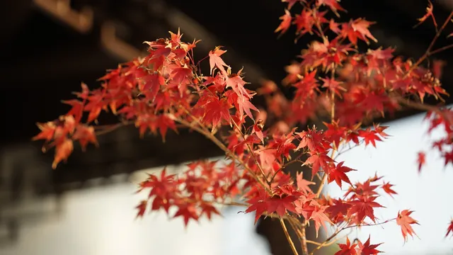 紅葉〡12.7古猗園的橙紅美景