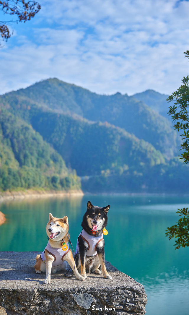 郴州資興|在森林裡遇見了東江湖晨霧 郴州資興|在森林裡遇見了東江湖晨霧