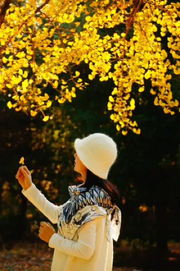 은퇴 여행 - 계림 하이양향에서 올해 가장 아름다운 은행나무 숲을 보았다