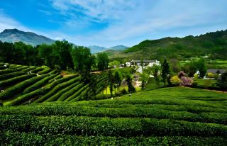 ผิงหลี่ ฉางอาน เมืองชาซีลีเนียม | ไกด์นำเที่ยวเจาะลึกแหล่งผลิตชา 2 วัน 1 คืน