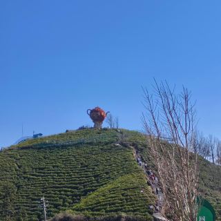 大別山に隠された禅茶竹海の秘境