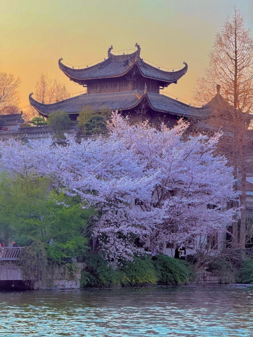 池に落ちる花びらの青のれん 杭州梦溪苑｜桜の花びらの雨が中華風庭園に出会うと、息をのむ美しさに