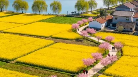 우한 차이뎬 샤오쓰향 봄철 가이드｜만 묘의 황금 꽃바다, 우한 봄나들이 최고 명소 — traveler post in 쓰현