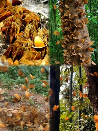 赴億萬蝴蝶之約，雲南限定燦爛，闖入金箔森林幻境