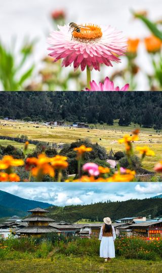 Lulang Town in Nyingchi, Tibet is so beautiful