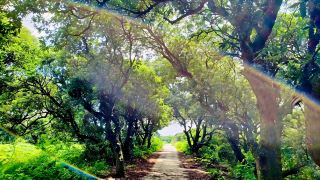 Gaozhou Gongyuan · The ancient lychee secret in the rain, a sweet rendezvous across a millennium