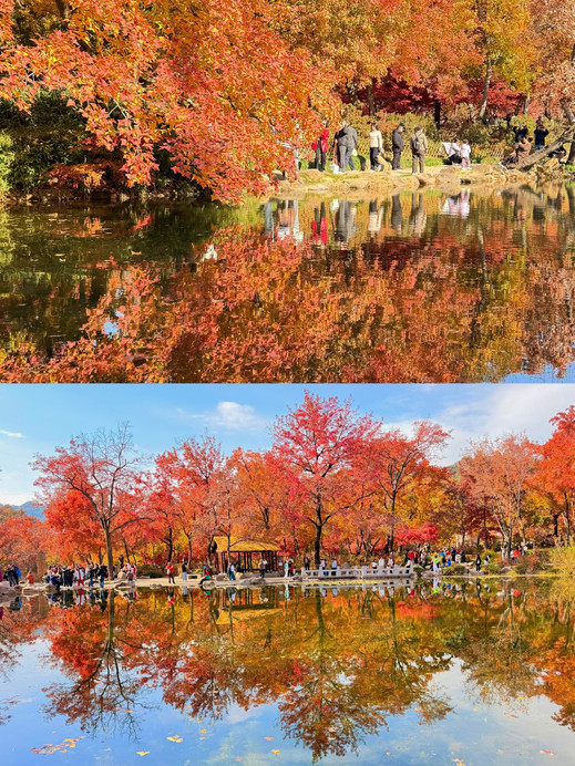 黄色い壁の古刹と紅葉の湖畔、蘇州の秋はここにあり | Trip.com 蘇州