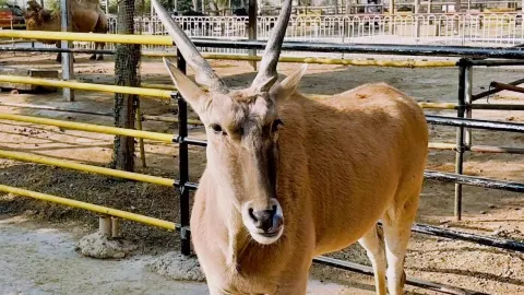 Linyi Zoo: meet adorable animals — traveler post in Lanling