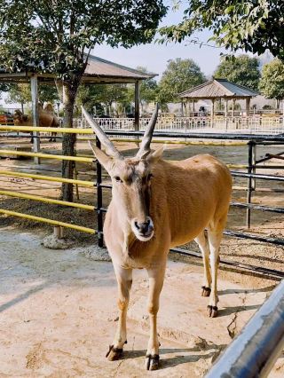 臨沂動物園でキュートな動物たちと記念撮影