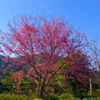 ［陽明山 美景］平菁街42巷櫻花盛開