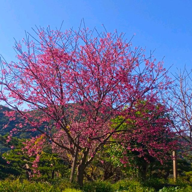 ［陽明山 美景］平菁街42巷櫻花盛開