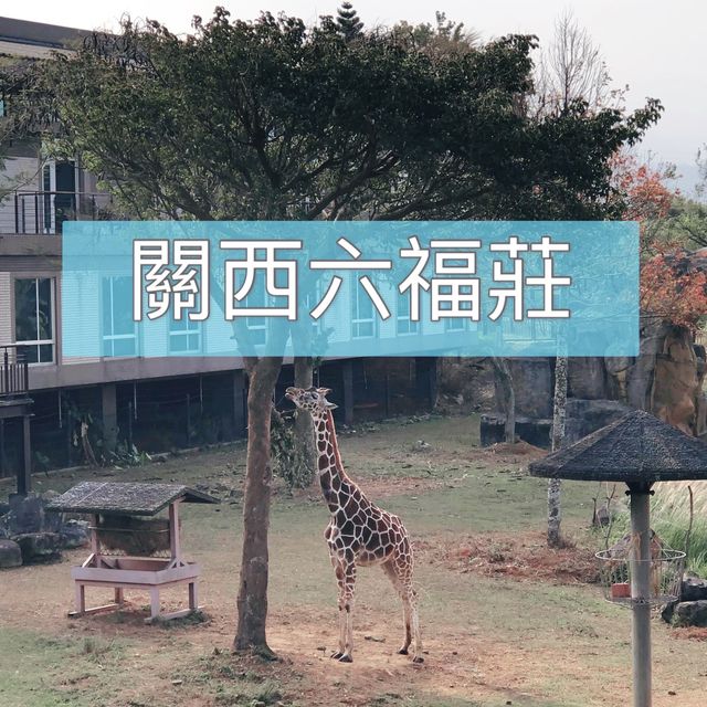 台灣六福莊🦒飯店就是動物園🦏走出陽台非洲草原映入眼簾