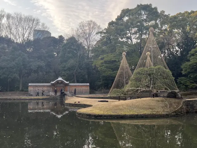 【後楽園】梅の花が満開中