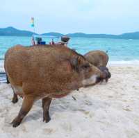 มาเยี่ยม น้องหมู อู๊ด อู๊ด