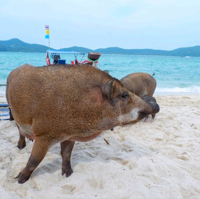 มาเยี่ยม น้องหมู อู๊ด อู๊ด