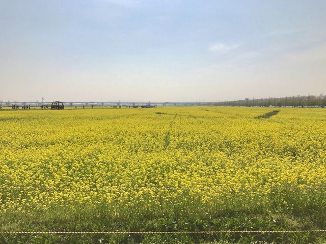 부산 대저생태공원 유채꽃밭 💛