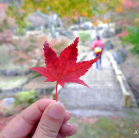 ชมวิวงามระดับโลกที่ยอดภูเขาไฟ Mt. Tsurumi ใน Beppu
