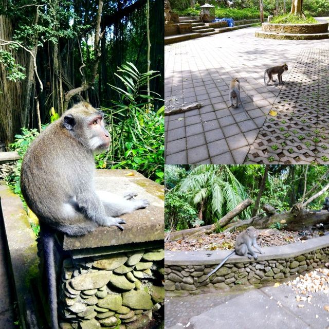 Wandering in Bali Monkey Forest