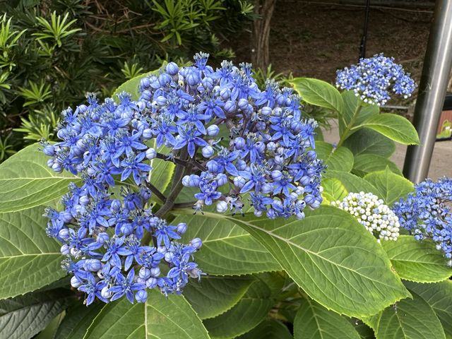 香港賞花 | 不只得荷花的城門谷公園