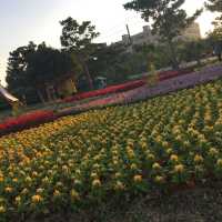 桃園新屋蓮花🪷季