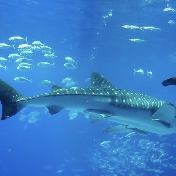 美ら海水族館🐟