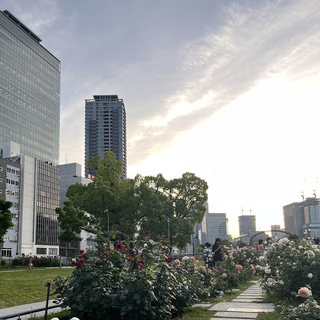 【大阪・中之島】無料のバラ園💖