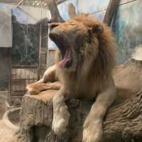 可以摸到好多野生動物嘅地方