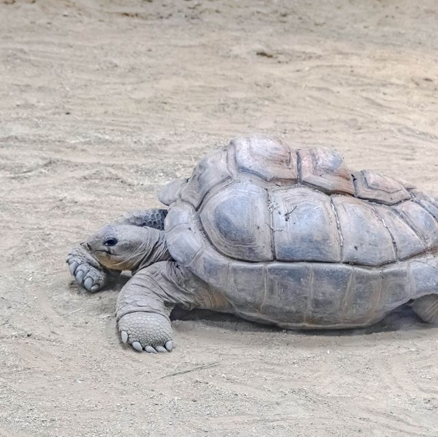 【大阪】天王寺動物園の中の様子