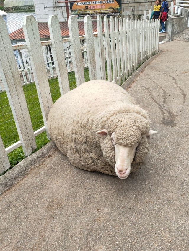 Alpaca & Sheep in Malaysia 