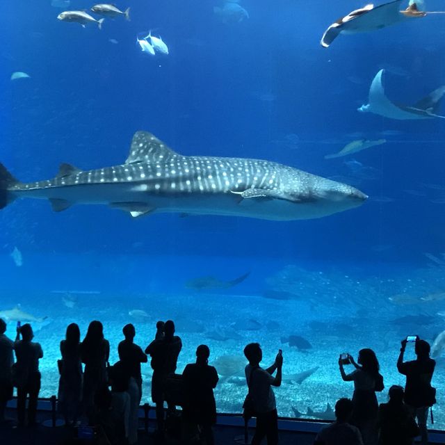 絕美 美麗海水族館