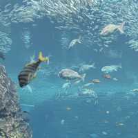 海洋奇妙～新潟市水族館 Marinepia 日本海🐠🌊🐙