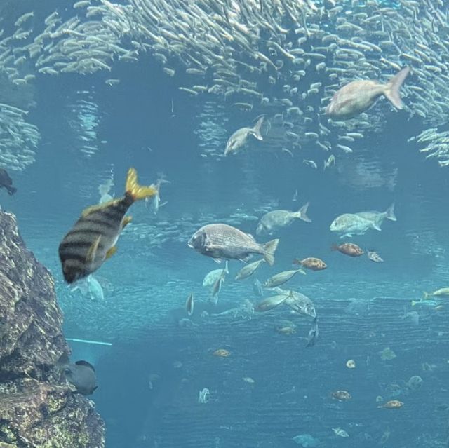 海洋奇妙～新潟市水族館 Marinepia 日本海🐠🌊🐙