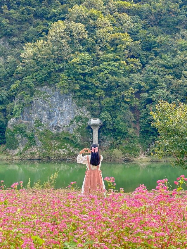 분홍빛 홍메밀 가득 핀 영월의 가을💖