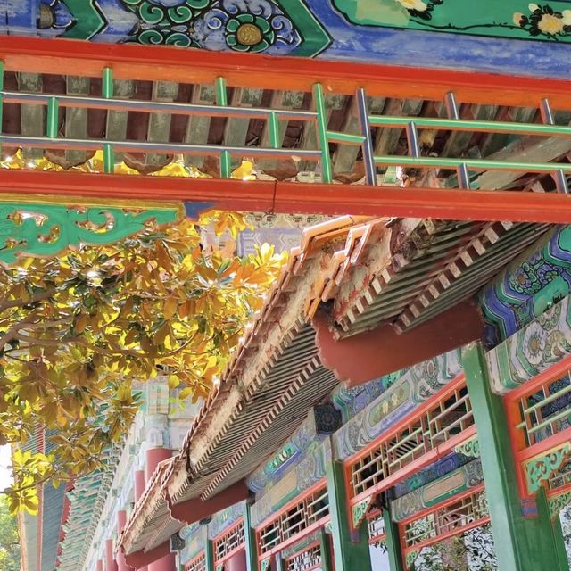 🌸🏯 感受皇家魅力～圓明新園🌼🌳