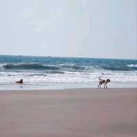 India | Colva Beach is Waiting ✨