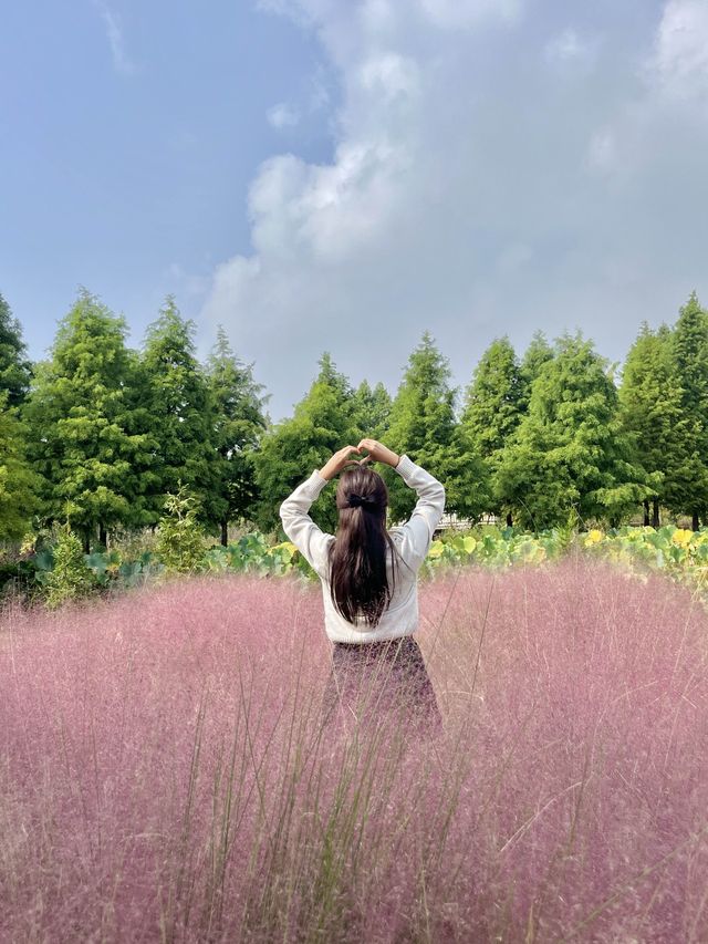 사람없는 서울 근교 핑크뮬리 청산수목원💓