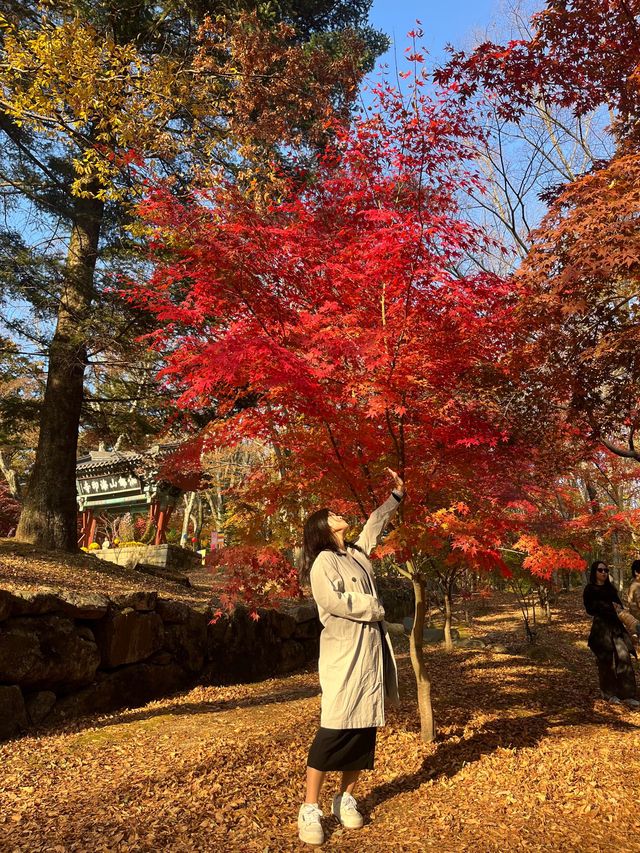 가을단풍은 해인사로~