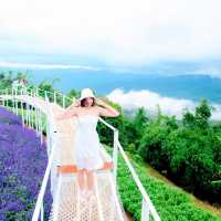 ไปถ่ายรูปกลางทุ่งดอกไม้ ยิ่งยงสวนดอกไม้  ม่อนแจ่ม 