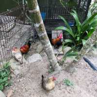 Bukit Merah Pavilion Mini Petting Zoo