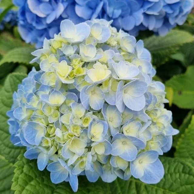 🌷ไฮเดรนเยียซัง เชียงราย 𝐻𝓎𝒹𝓇𝒶𝓃𝑔𝑒𝒶 𝓈𝒶𝓃