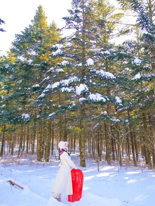 눈덮힌 겨울엔 가줘야지 대관령❄️