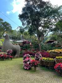 สวนดอกไม้สวยๆ ชมความงดงามบนยอดดอย