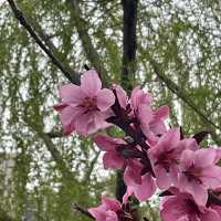 【上海・蘇州河畔】桜を見ながら散歩はいかが