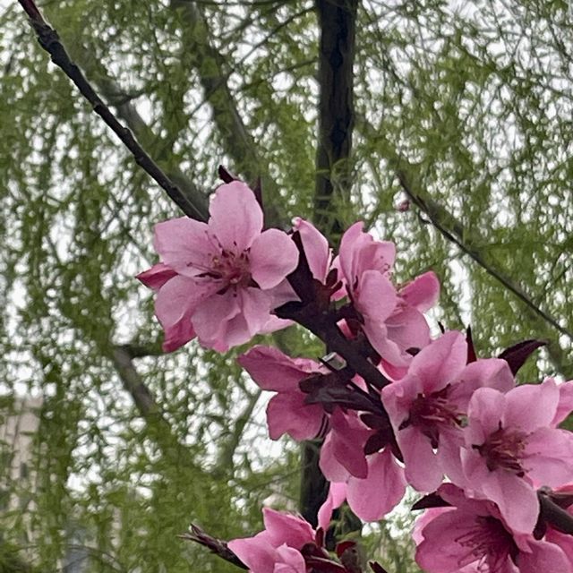 【上海・蘇州河畔】桜を見ながら散歩はいかが