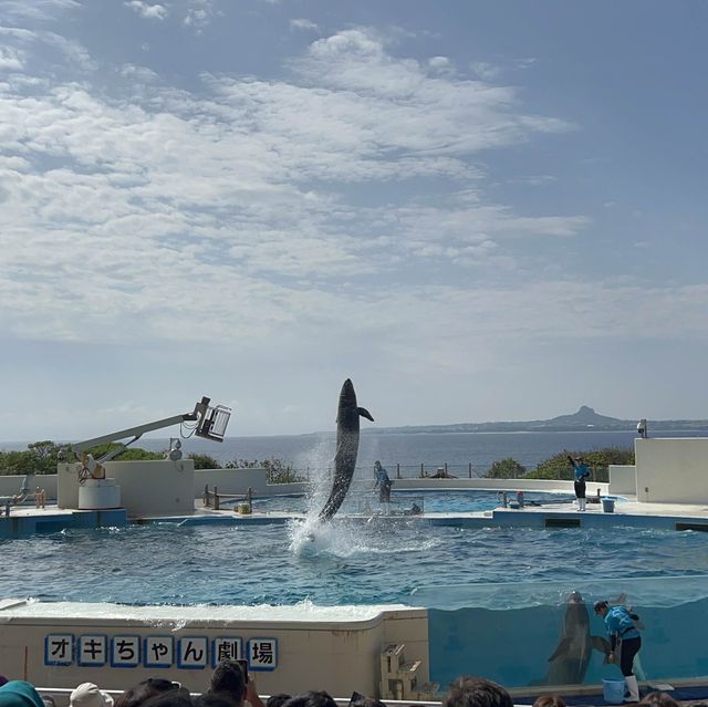 沖繩美麗海水族館