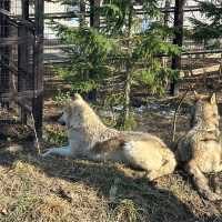 円山動物園 本地人和遊客都值得一遊的地方👍🏻