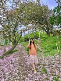 부산 겹벚꽃 명소 best1 민주공원 🌸