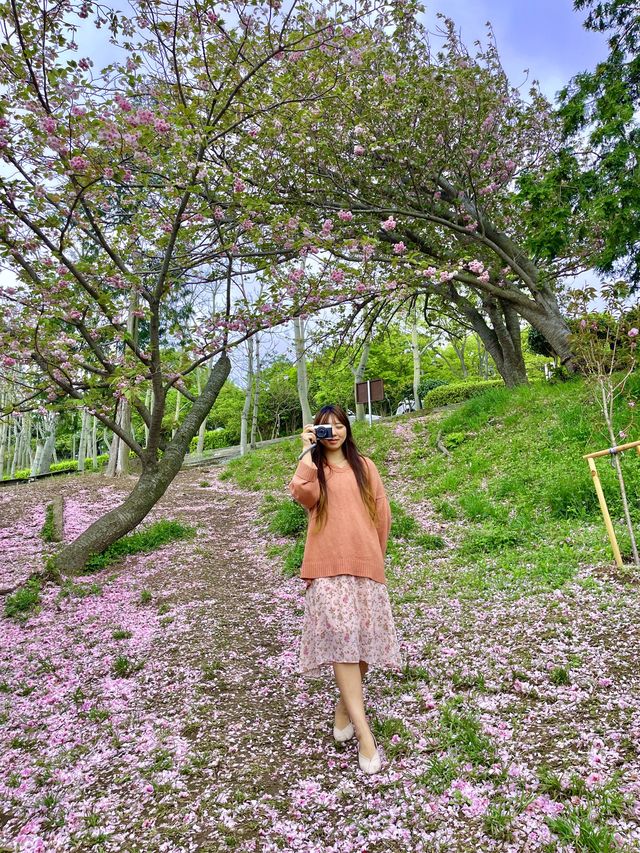 부산 겹벚꽃 명소 best1 민주공원 🌸