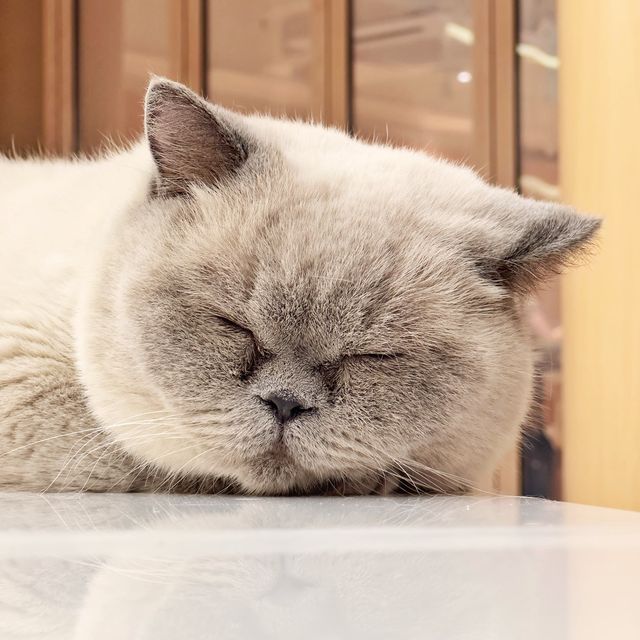 新開🎊超大😻貓cafe🐈